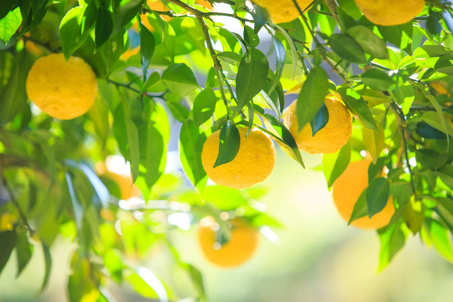 ゆず酵素 忍者ドリンク 250ml