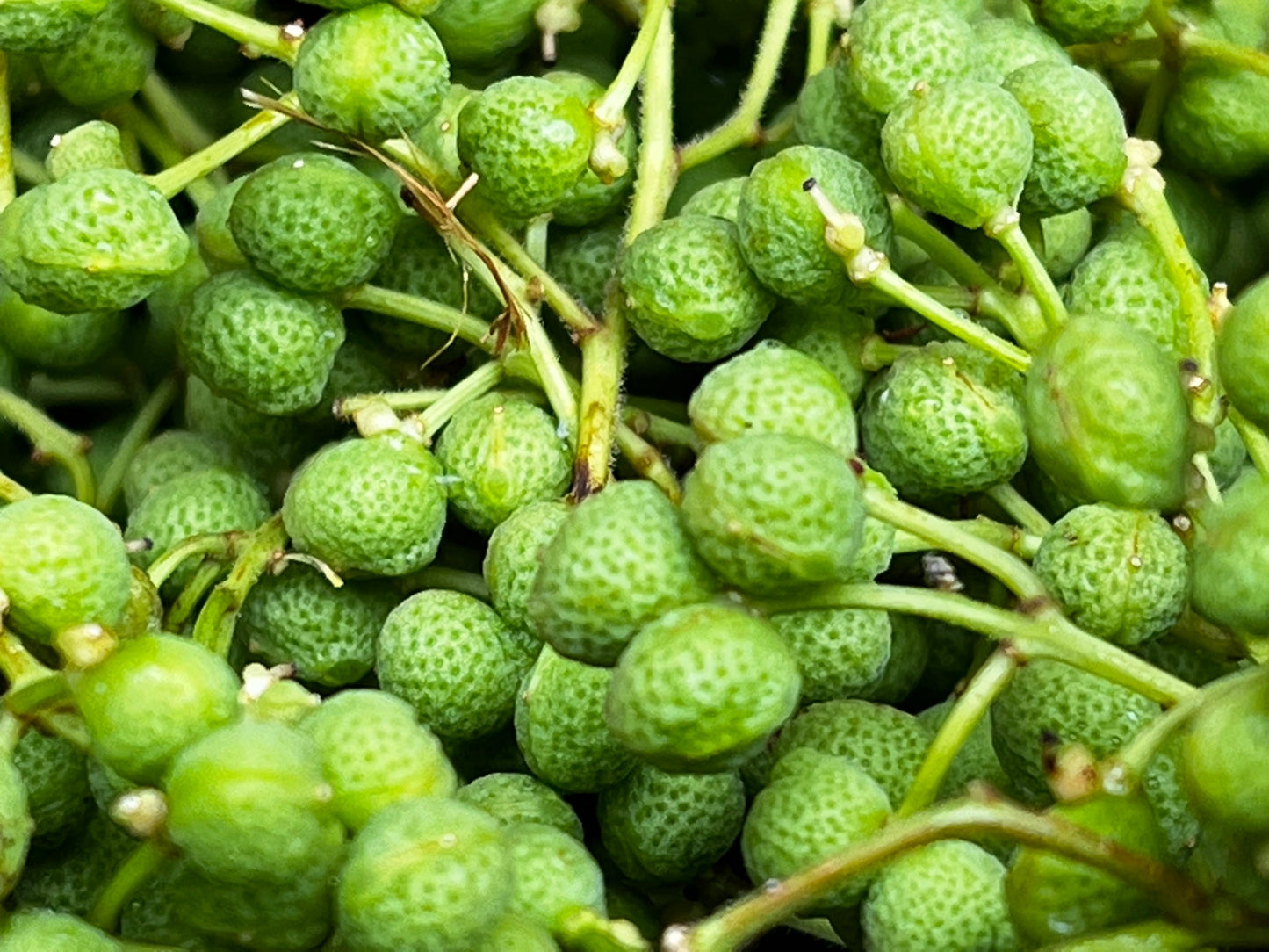 精油 2ml サンショウ