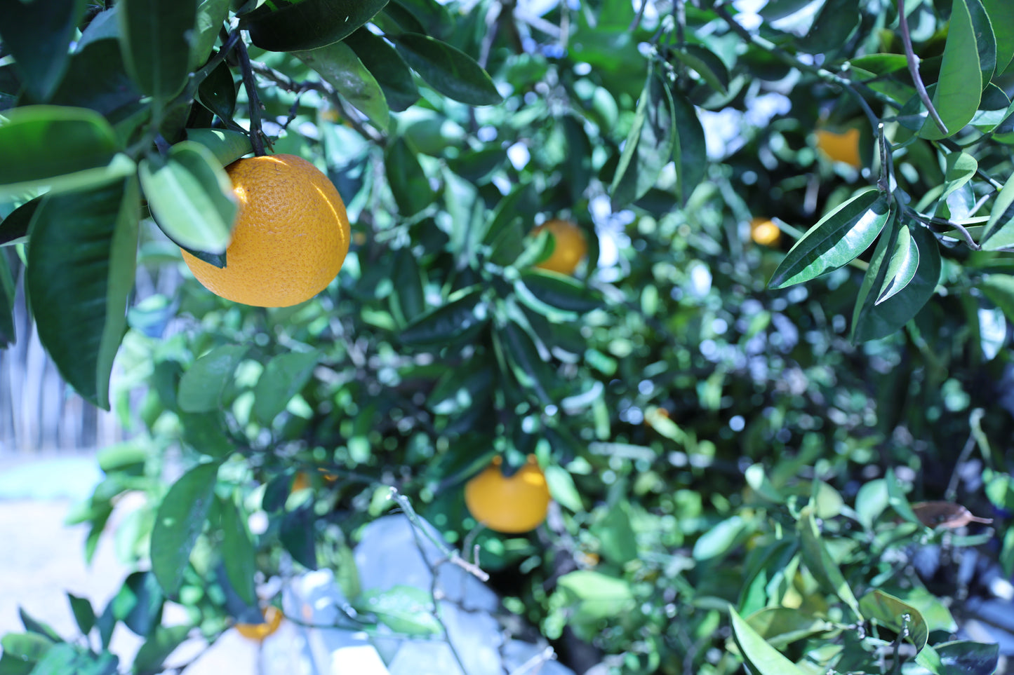 精油 3ml ハッサク果皮