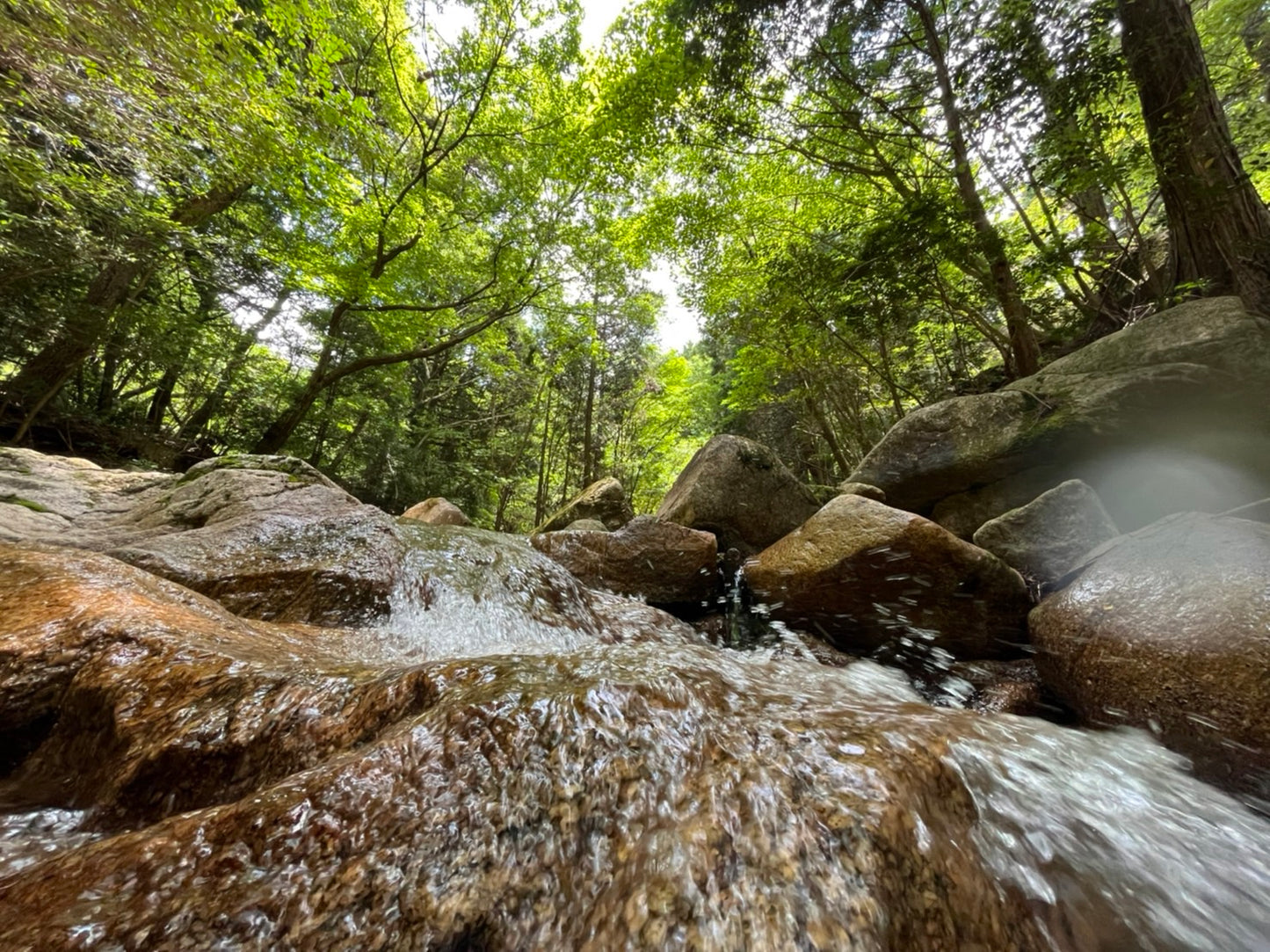 精油 10ml ヒノキ芯材