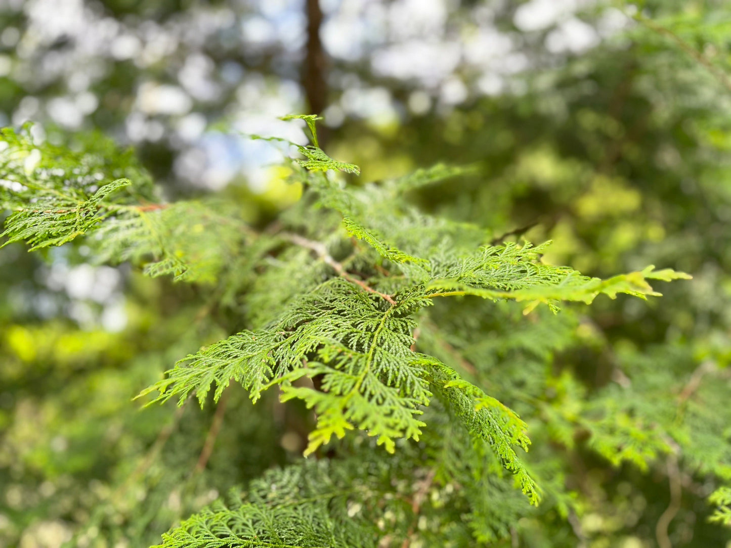 Fragrance Room Mist 80ml Hinoki