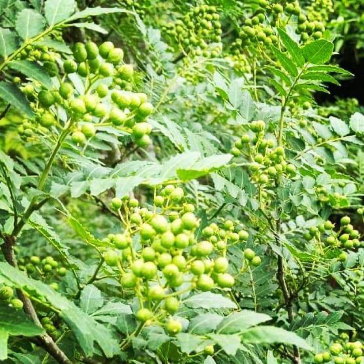 精油 2ml サンショウ