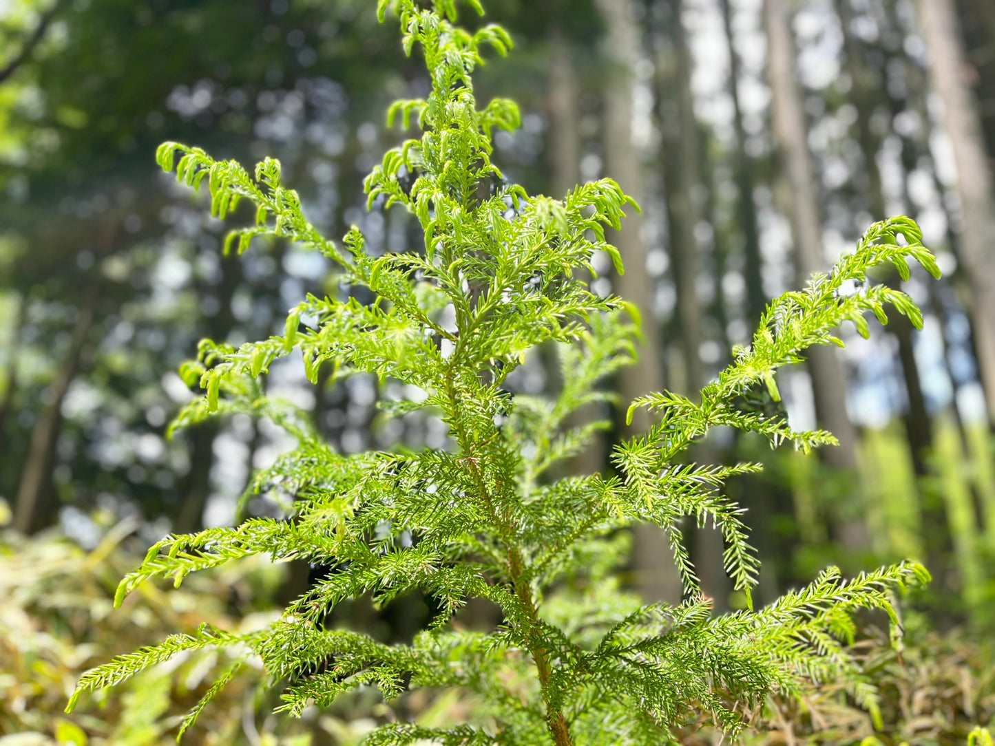 精油 5ml スギ枝葉