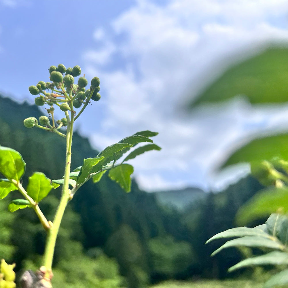精油 2ml サンショウ