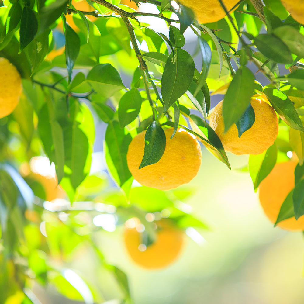 精油 5ml YUZU Nouveau(ユズヌーボー)2025